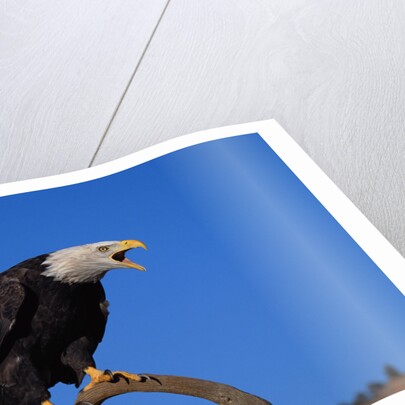 Bald Eagle by Anonymous