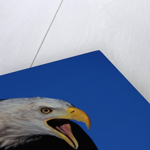 Bald Eagle by Anonymous