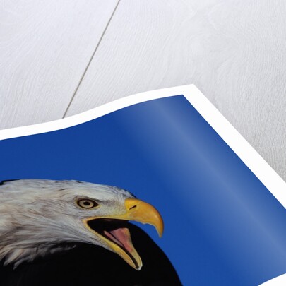 Bald Eagle by Anonymous