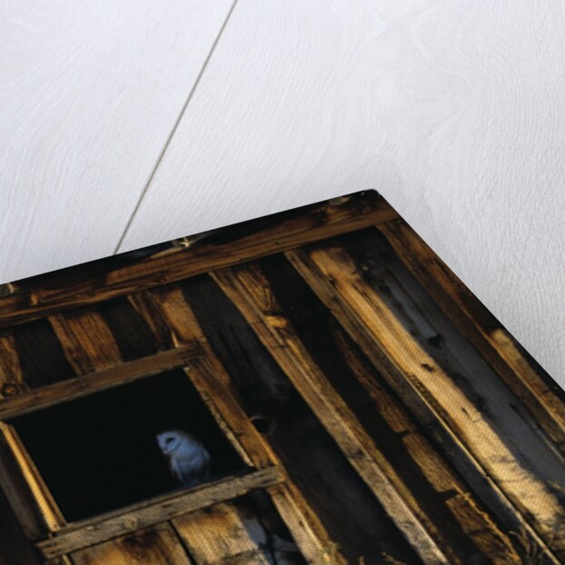 Barn Owl in Barn Window by Anonymous
