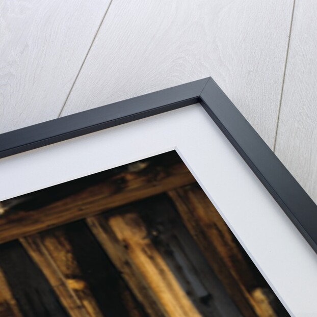 Barn Owl in Barn Window by Anonymous