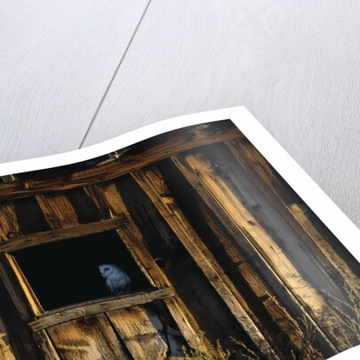 Barn Owl in Barn Window by Anonymous