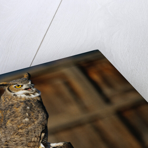 Great Horned Owl by Anonymous