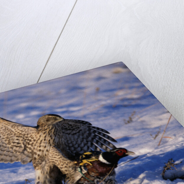 Goshawk Catching Prey by Anonymous