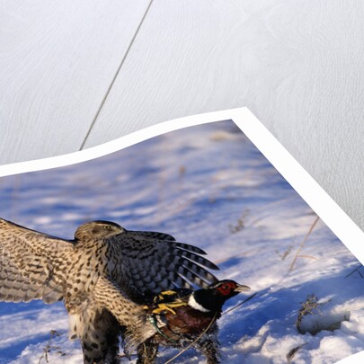 Goshawk Catching Prey by Anonymous