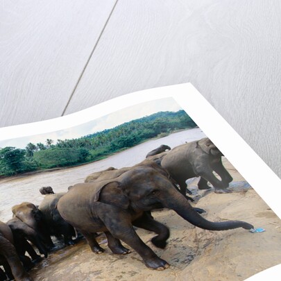 Elephants Bathing at Pinnewala Orphanage by Anonymous