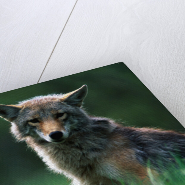 Coyote in Alpine Meadow by Anonymous