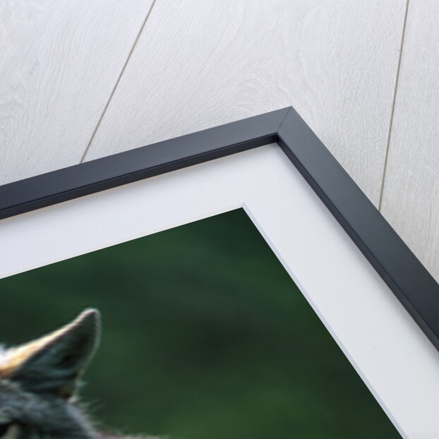 Coyote in Alpine Meadow by Anonymous