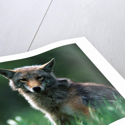 Coyote in Alpine Meadow by Anonymous
