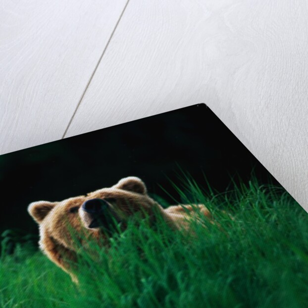 Brown Bear in Tall Grass by Anonymous