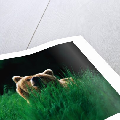 Brown Bear in Tall Grass by Anonymous