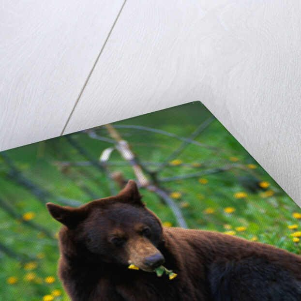 Black Bear Eating Dandelions in Meadow by Anonymous