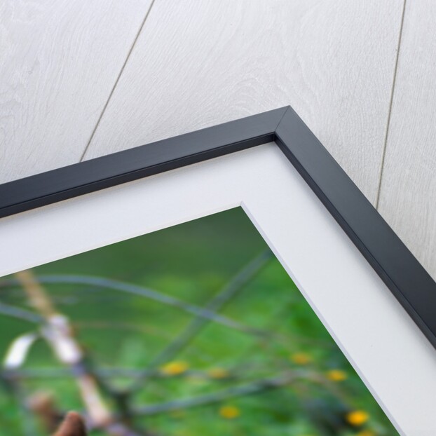 Black Bear Eating Dandelions in Meadow by Anonymous