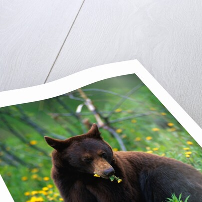 Black Bear Eating Dandelions in Meadow by Anonymous