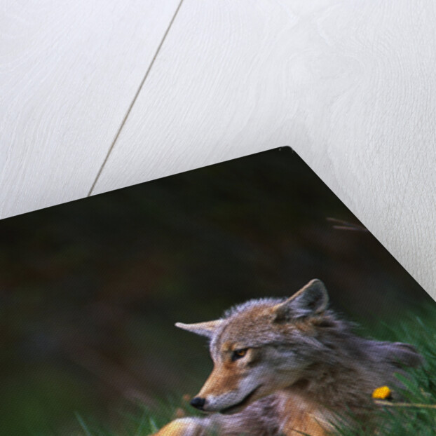 Coyote Lounging in Alpine Meadow by Anonymous