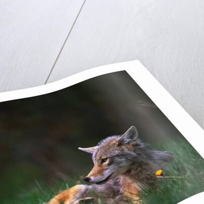 Coyote Lounging in Alpine Meadow by Anonymous