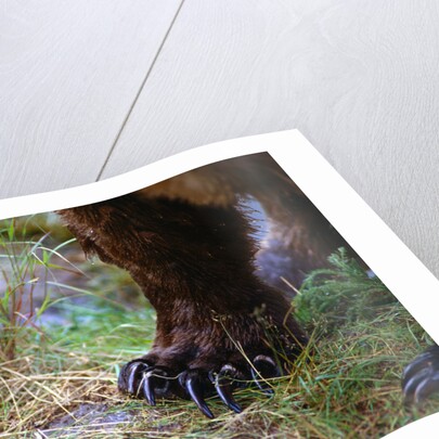 Close-up of Grizzly Bear's Claws by Anonymous