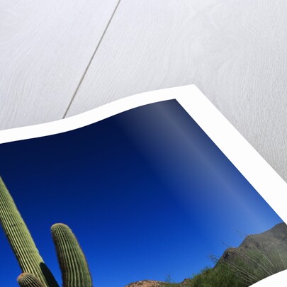 Cactuses at Sunrise by Anonymous