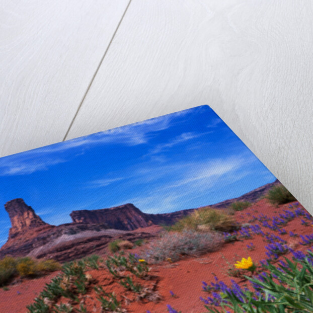 Wildflowers at Dead Horse Point by Anonymous