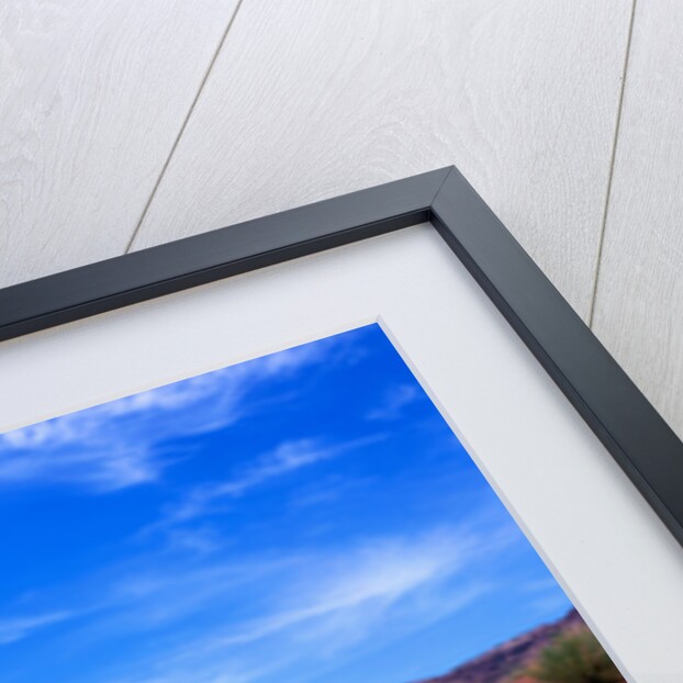 Wildflowers at Dead Horse Point by Anonymous