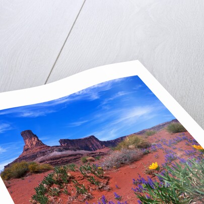 Wildflowers at Dead Horse Point by Anonymous
