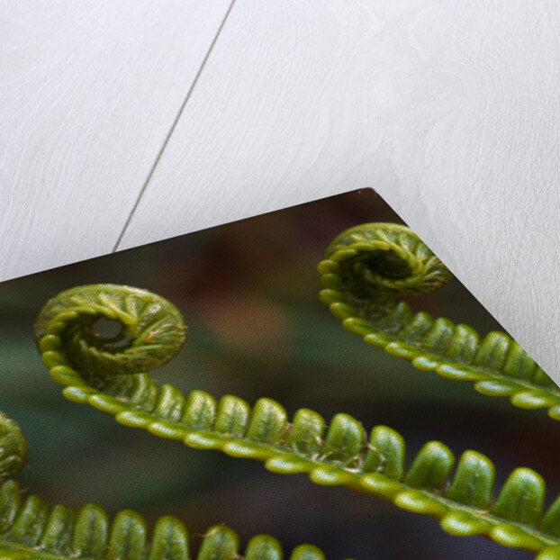 Bracken Fern Fronds by Anonymous