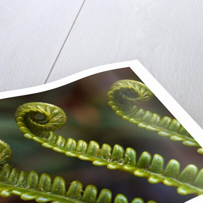 Bracken Fern Fronds by Anonymous