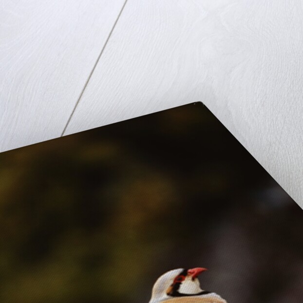 Chukar Vocalizing by Anonymous
