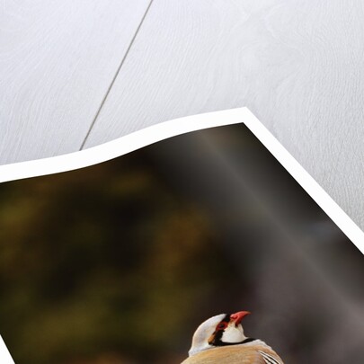 Chukar Vocalizing by Anonymous