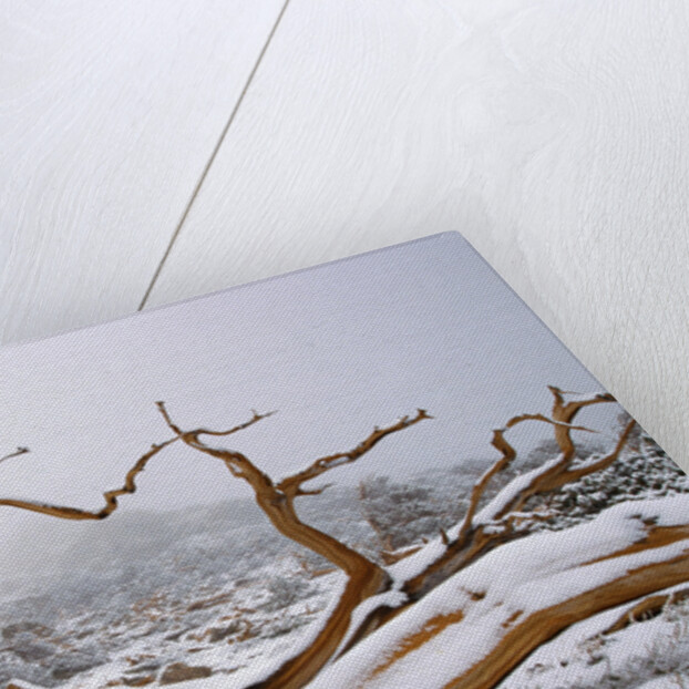 Snow Covered Bristlecone Pine on Mount Goliath by Anonymous