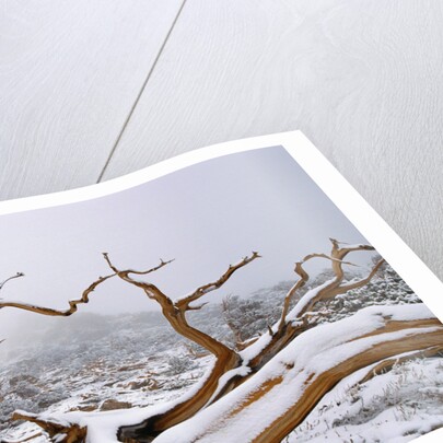 Snow Covered Bristlecone Pine on Mount Goliath by Anonymous