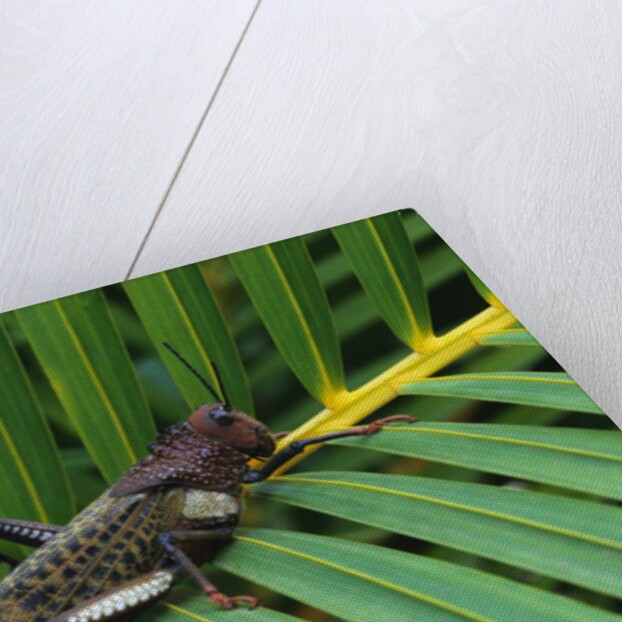 Giant Grasshopper on Leaf by Anonymous
