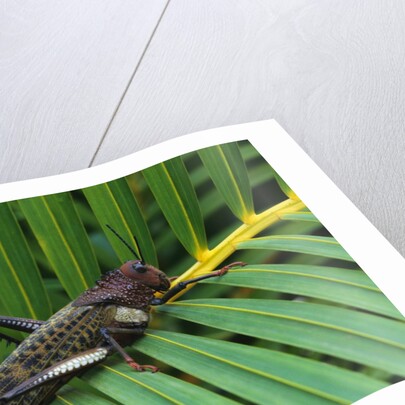 Giant Grasshopper on Leaf by Anonymous