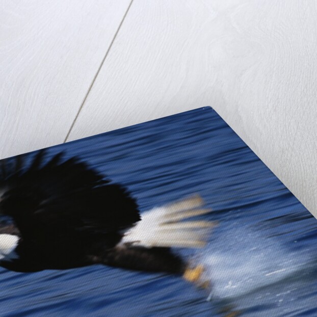 Bald Eagle Grabbing a Fish by Anonymous