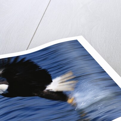 Bald Eagle Grabbing a Fish by Anonymous