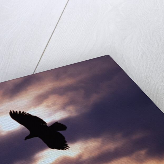 Bald Eagle in Flight by Anonymous