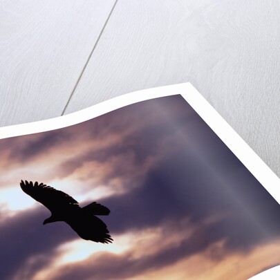 Bald Eagle in Flight by Anonymous