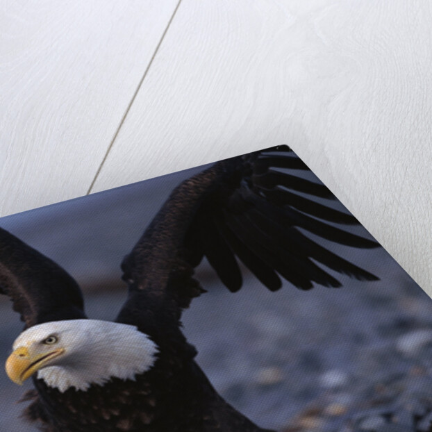 Bald Eagle Spreading Wings by Anonymous