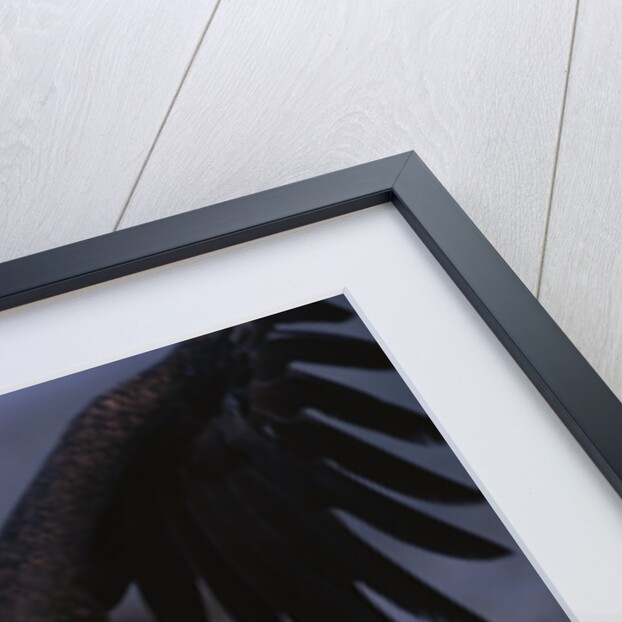 Bald Eagle Spreading Wings by Anonymous