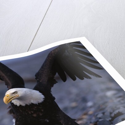 Bald Eagle Spreading Wings by Anonymous