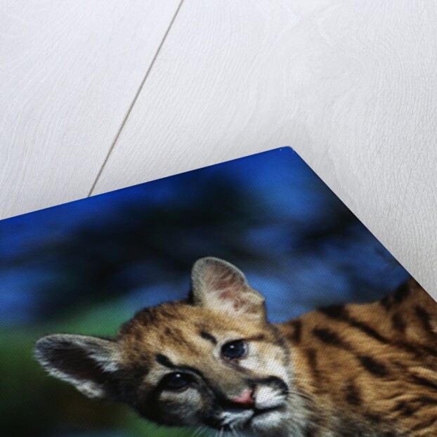 Mountain Lion Cub by Anonymous