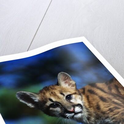 Mountain Lion Cub by Anonymous