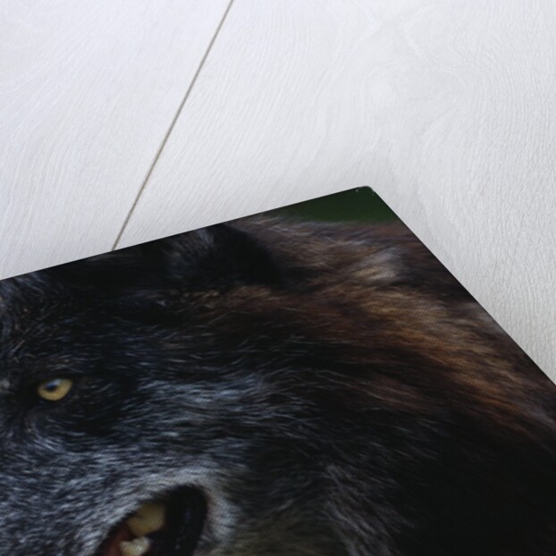 Gray Wolf by Anonymous