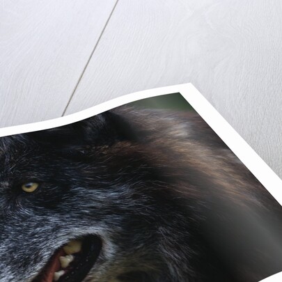 Gray Wolf by Anonymous