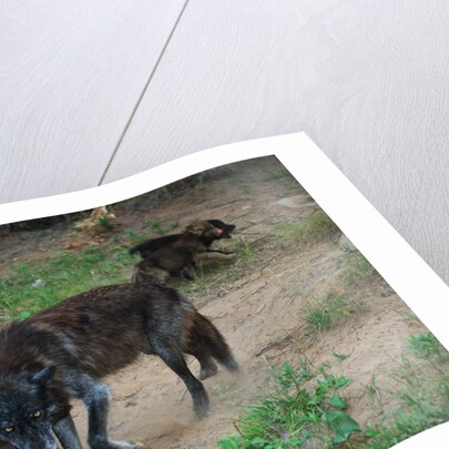 Gray Wolf with Pups by Anonymous