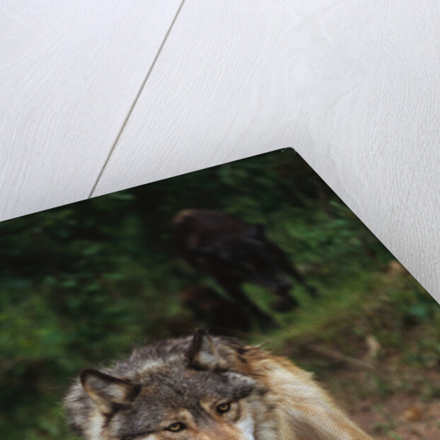 Grey Wolf with Pup by Anonymous