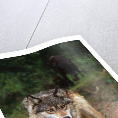 Grey Wolf with Pup by Anonymous