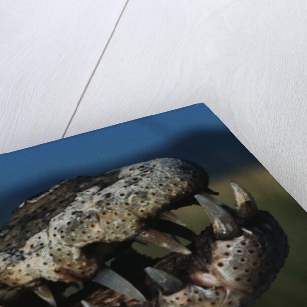 Mouth of an American Crocodile by Anonymous