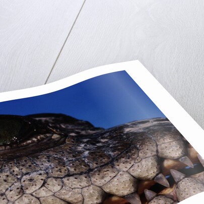 Eye of an American Crocodile by Anonymous