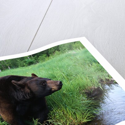 Black Bear by Anonymous